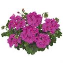 Afbeelding van Geranium Hang P12 Double Moonflair Amethyst